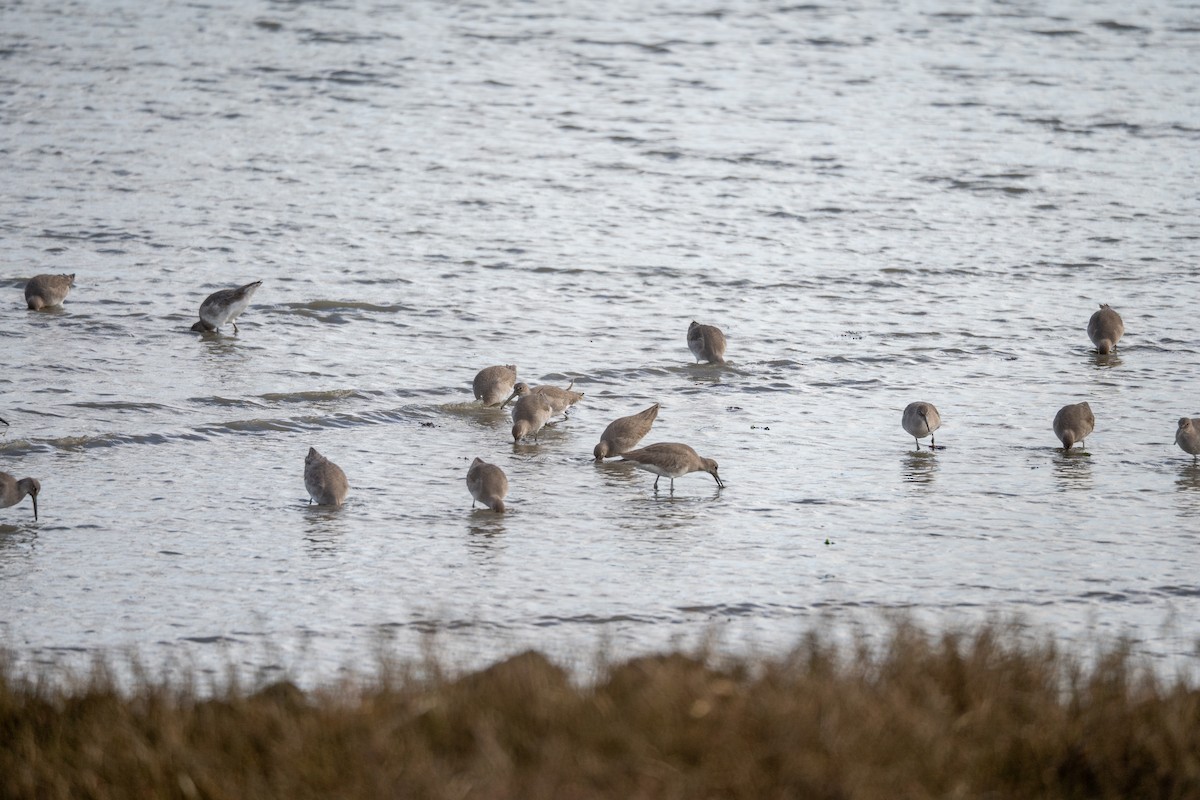 Willet - ML647591519