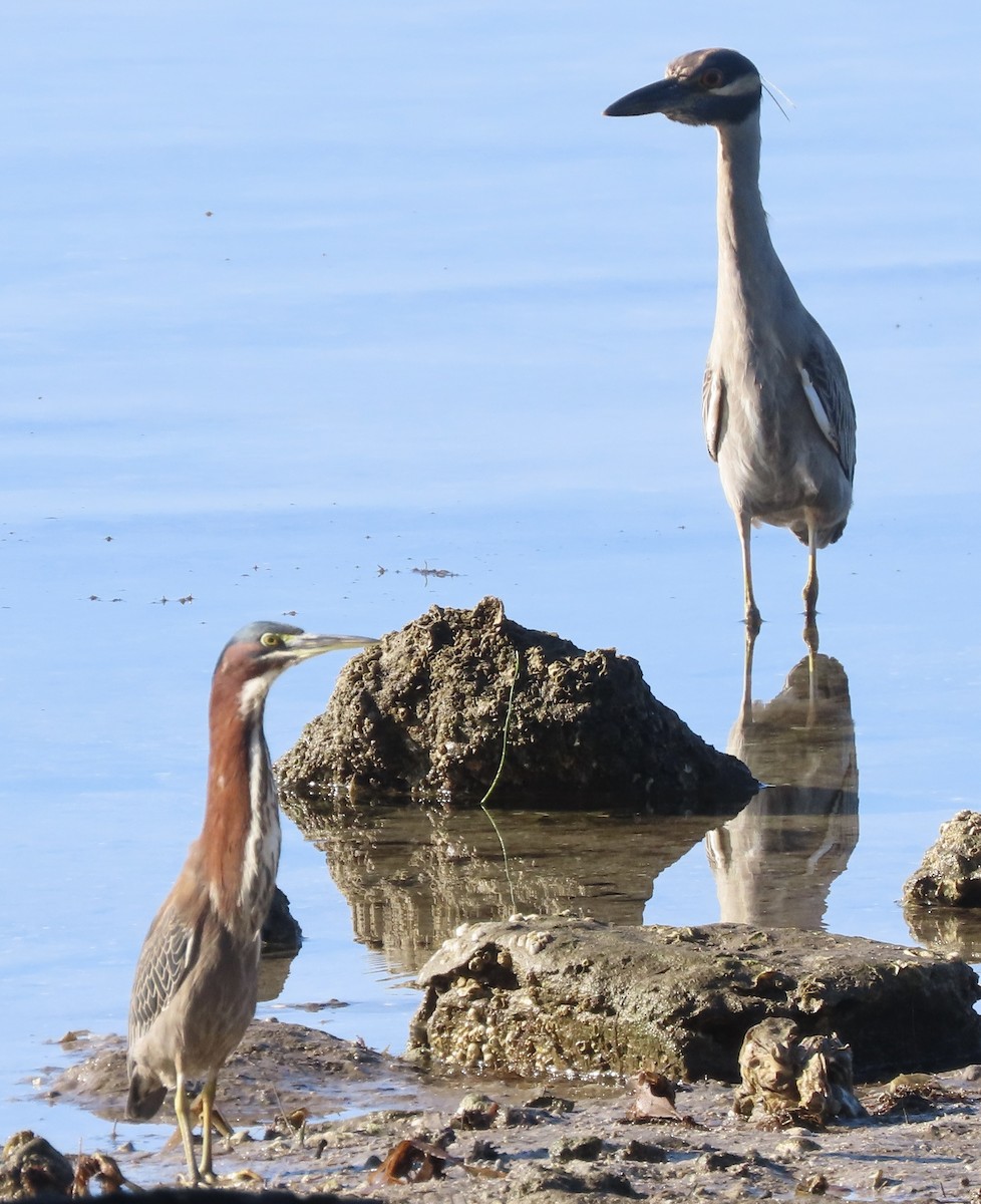 Yellow-crowned Night Heron - ML647591522