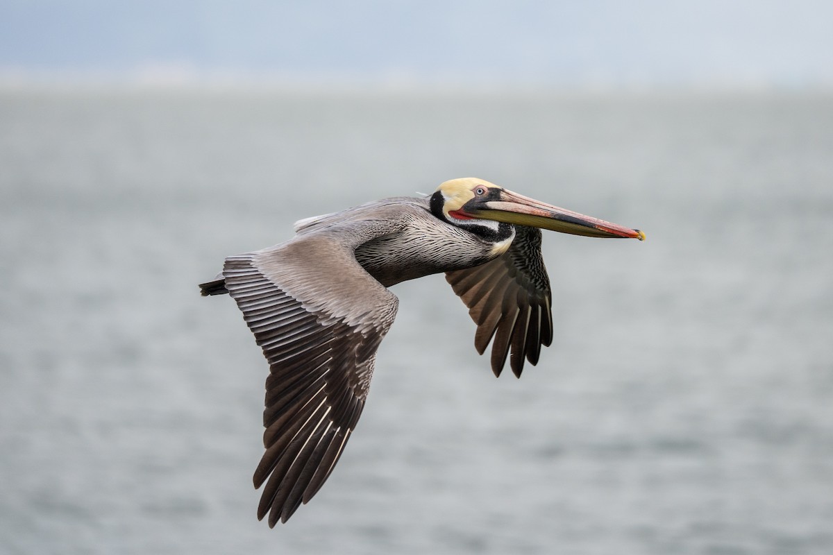 Brown Pelican - ML647591532