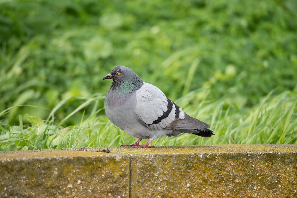 Rock Pigeon (Feral Pigeon) - ML647591535