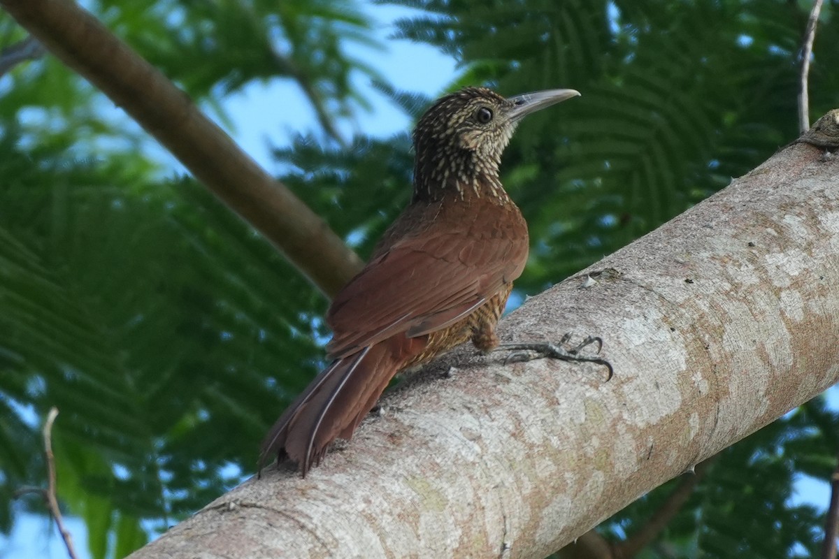 Black-banded Woodcreeper - ML647591538