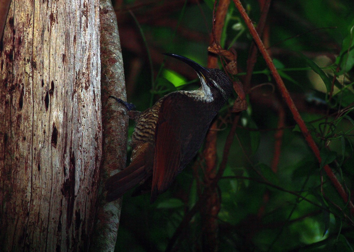 Paradise Riflebird - ML647591539