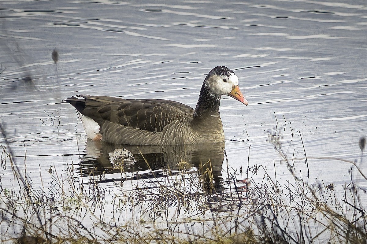 Domestic goose sp. x Canada Goose (hybrid) - ML647591559