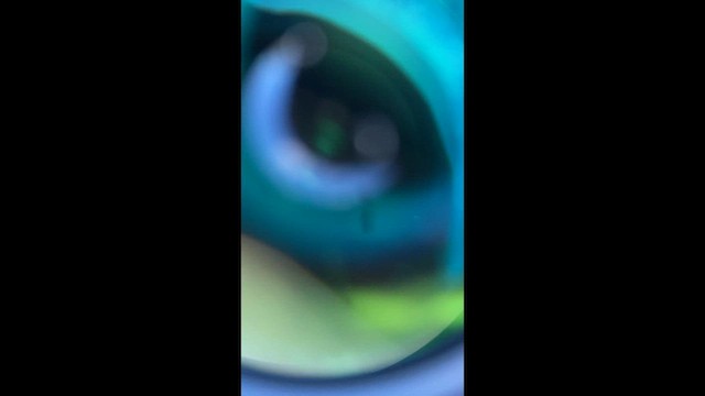 Зимняк - ML647591560