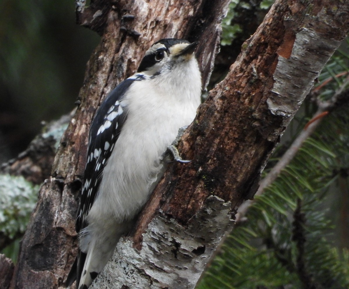 Downy Woodpecker - ML647591566