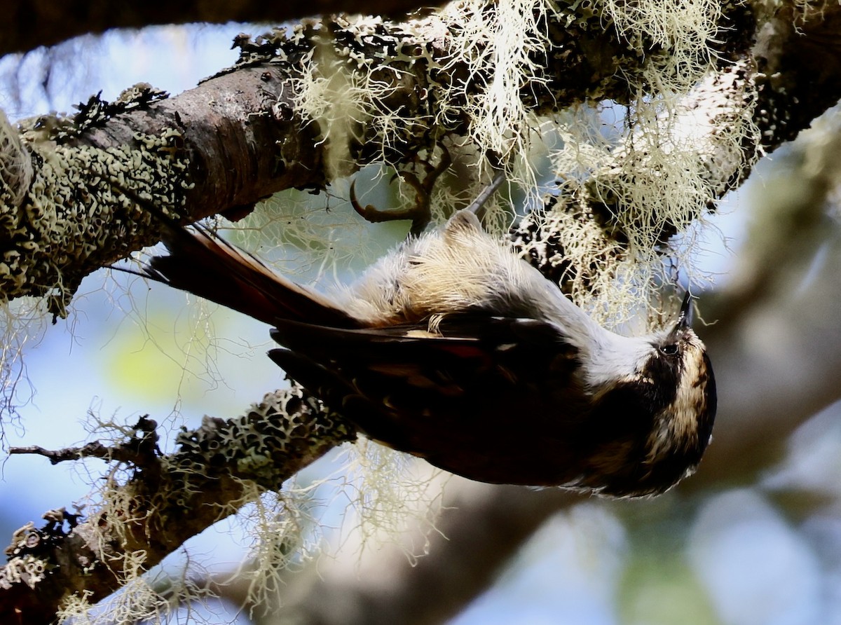 Thorn-tailed Rayadito - ML647591567