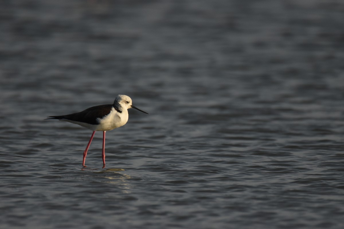 Black-winged Stilt - ML647591568