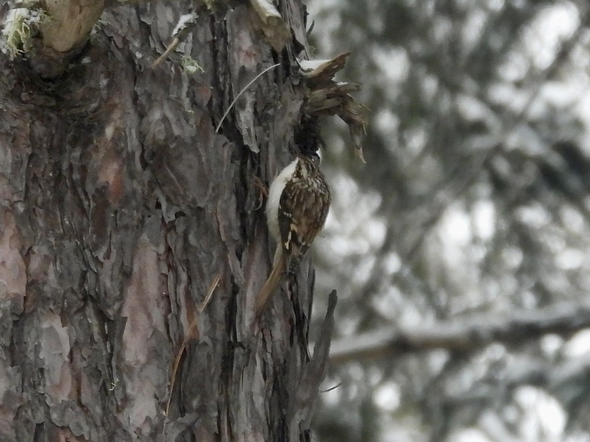 Brown Creeper - ML647591569