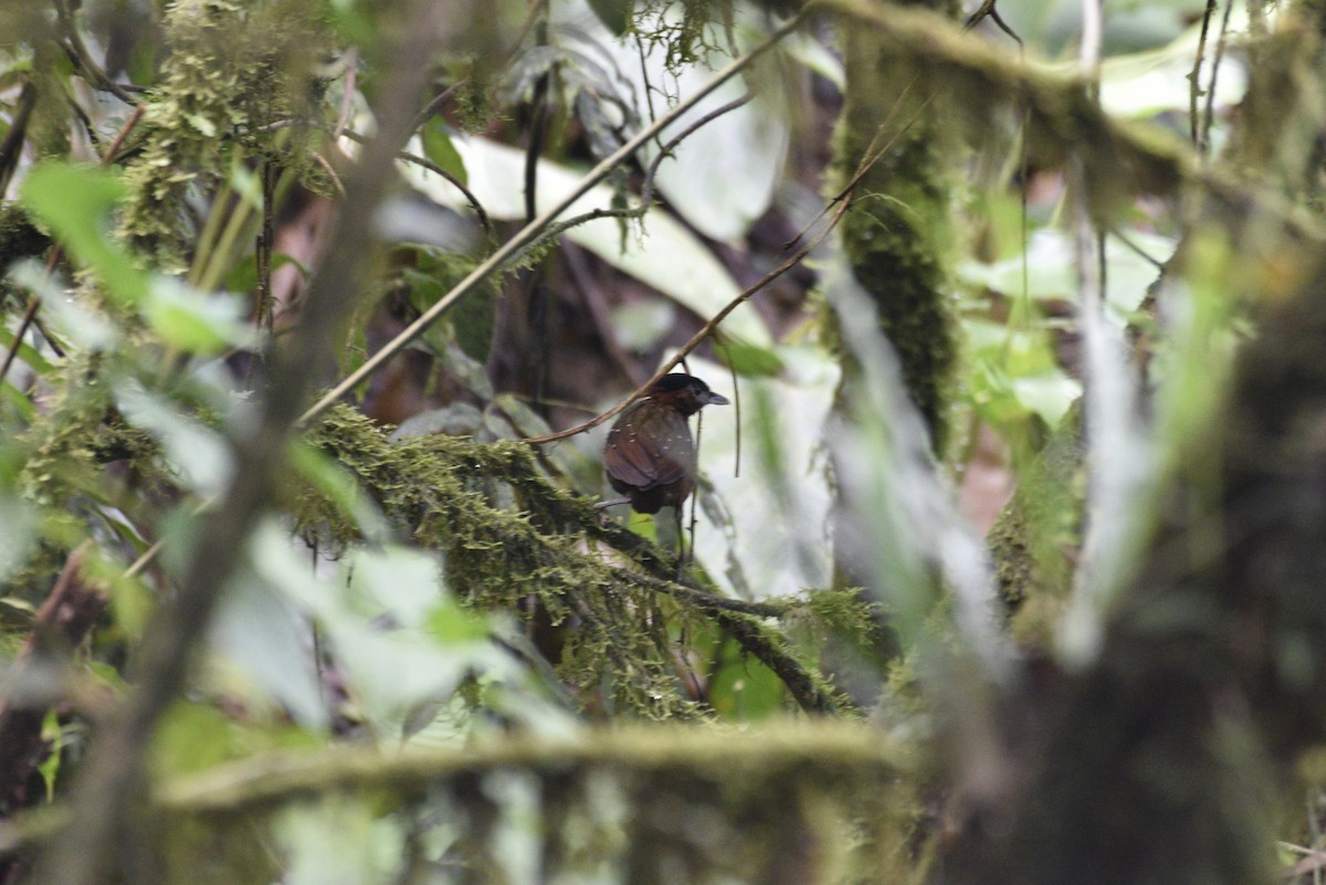 Black-crowned Antpitta - ML647591574
