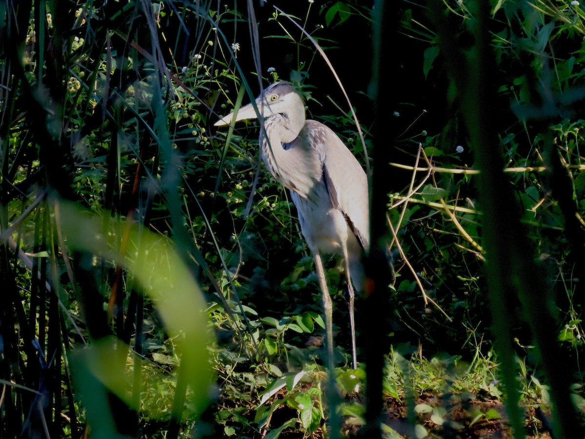 Cocoi Heron - ML647591575