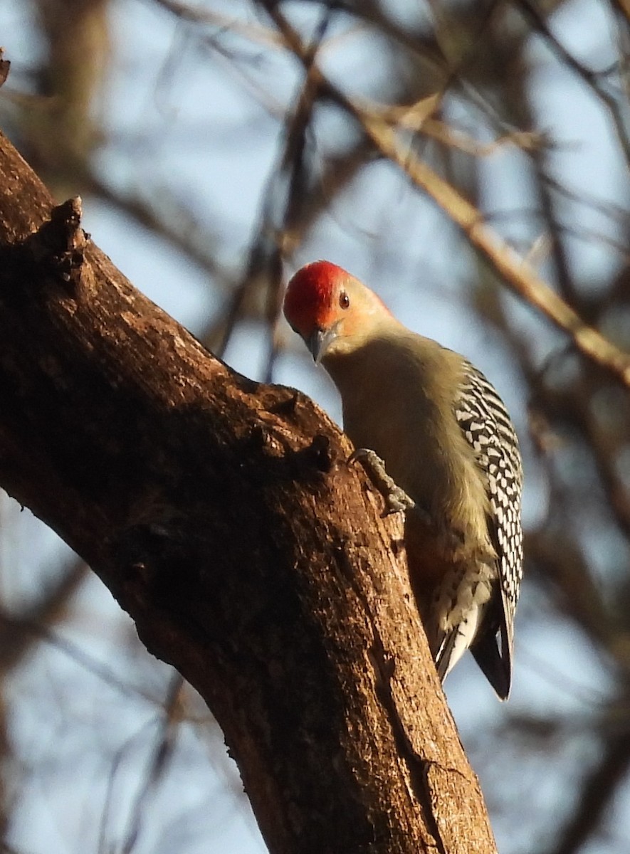 Red-bellied Woodpecker - ML647591576