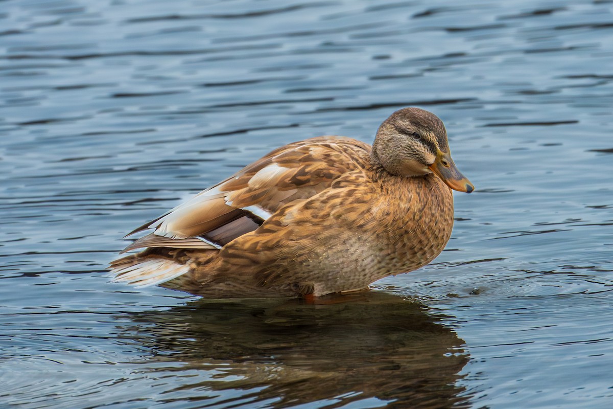 Mallard - ML647591577