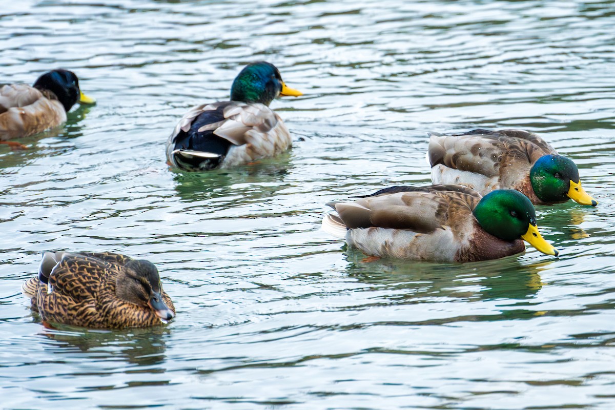 Mallard - ML647591578