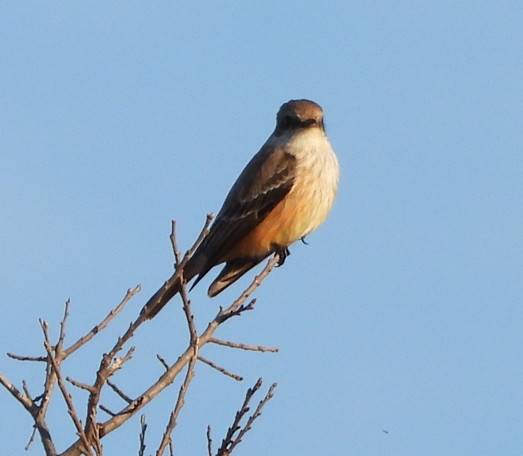 Vermilion Flycatcher - ML647591580