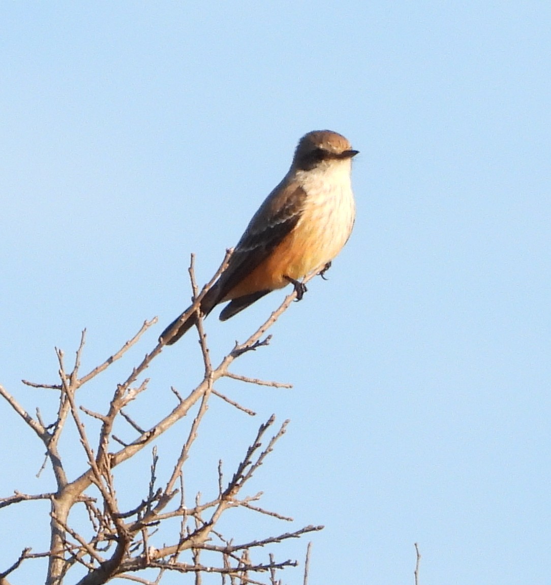 Vermilion Flycatcher - ML647591581