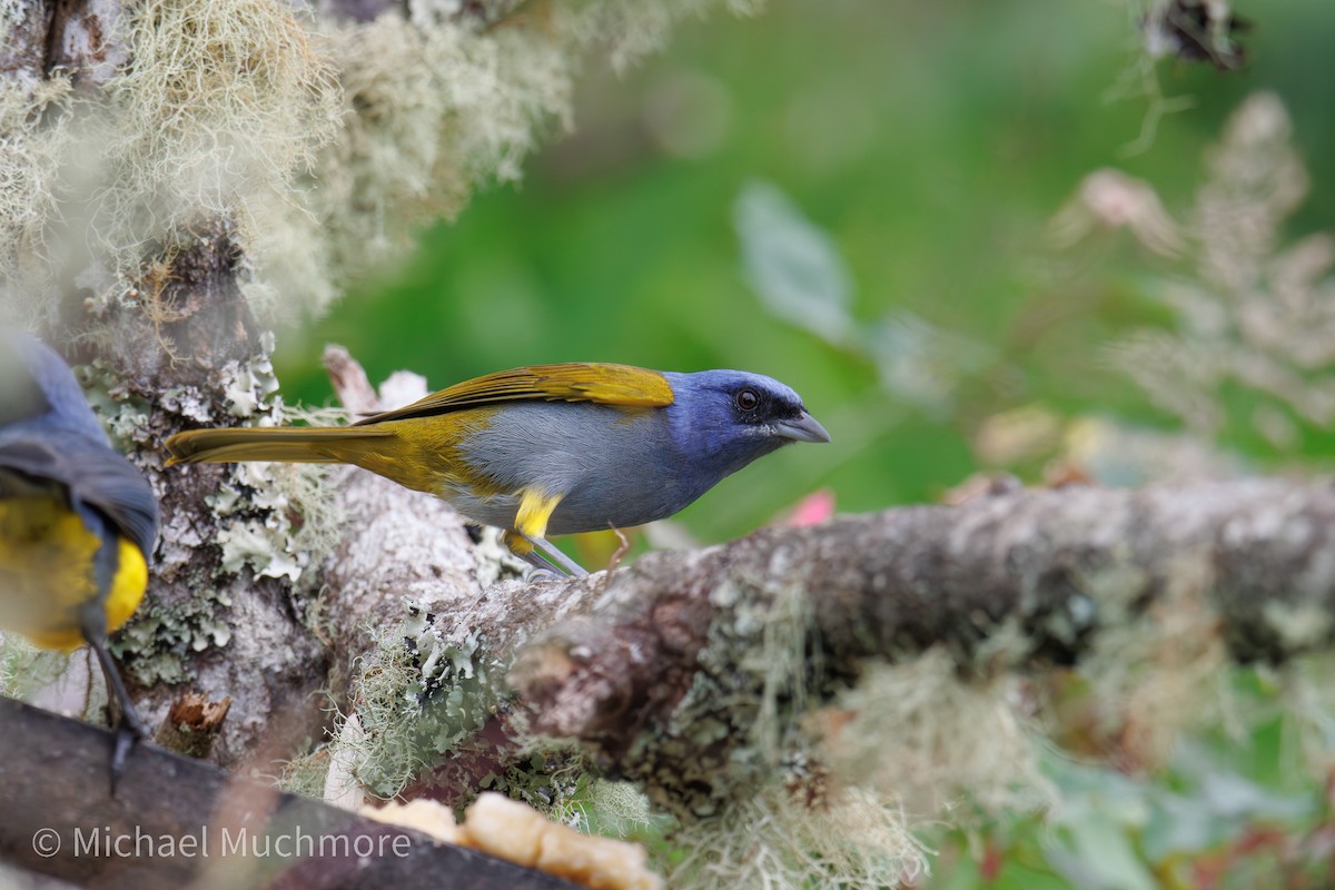 Blue-capped Tanager - ML647591582