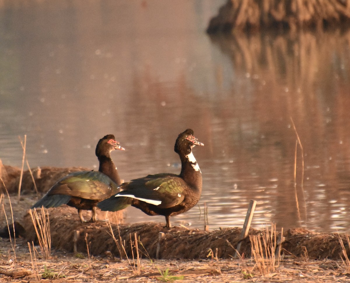 Muscovy Duck (Domestic type) - ML647591583