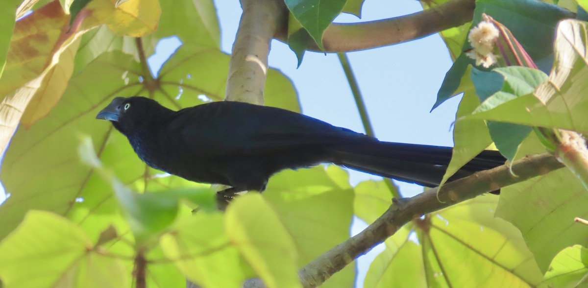 Greater Ani - ML647591584