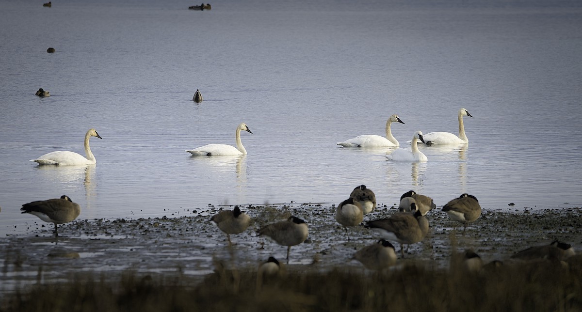 Trumpeter Swan - ML647591585