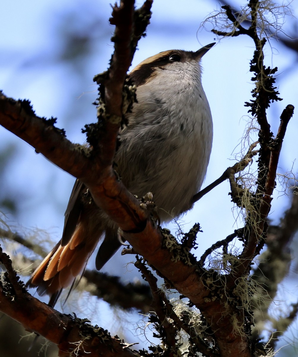 Thorn-tailed Rayadito - ML647591586