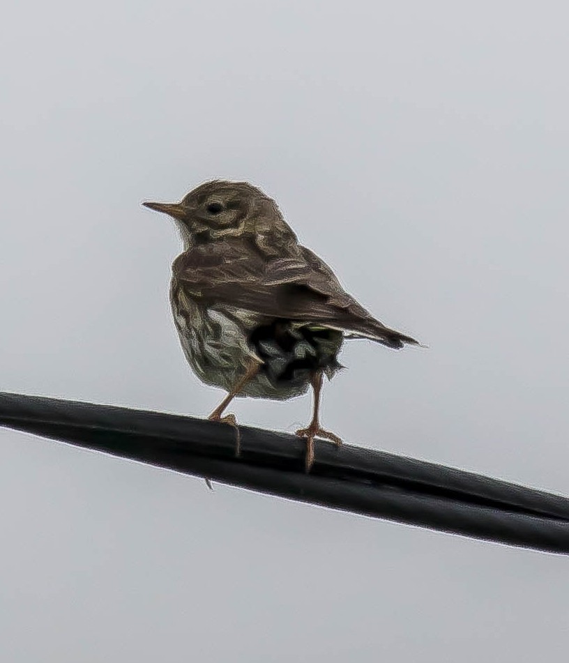 Meadow Pipit - ML647591587