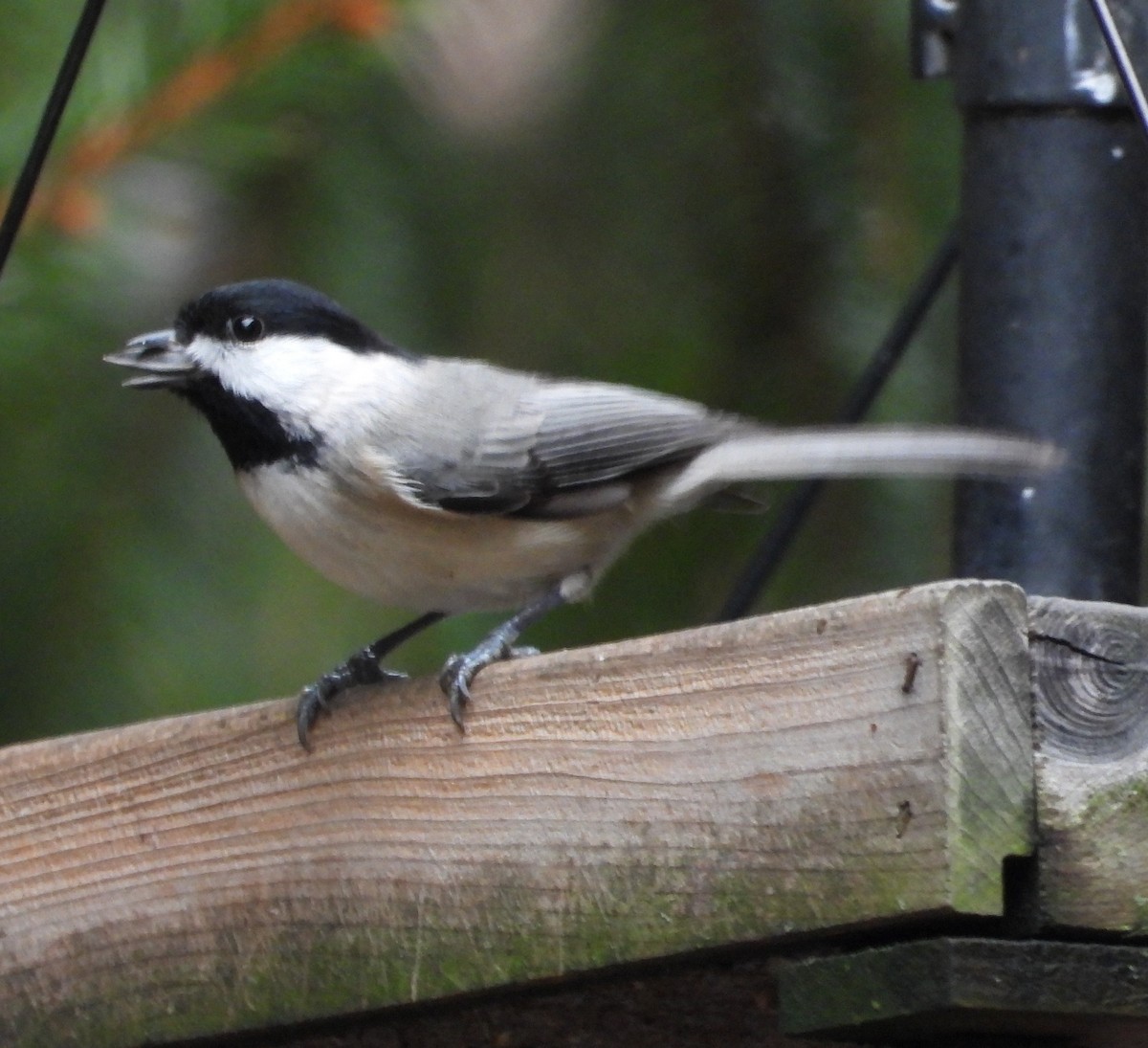 Carolina Chickadee - ML647591588