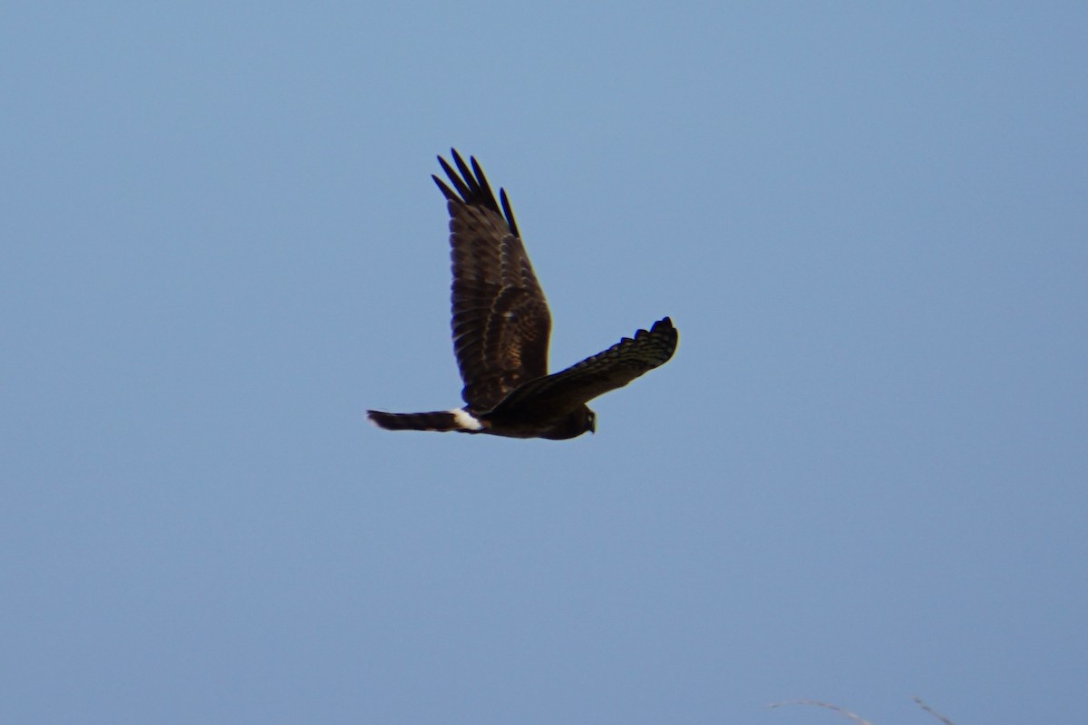 Northern Harrier - ML647591590