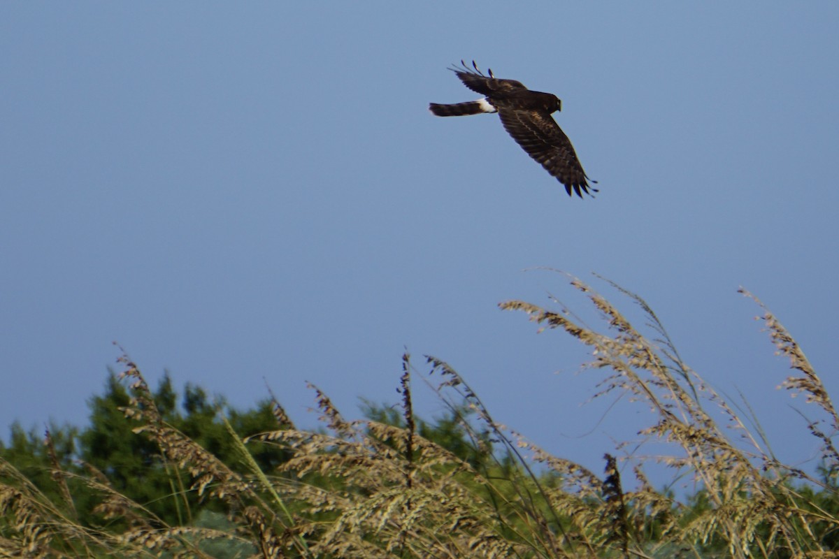 Northern Harrier - ML647591591