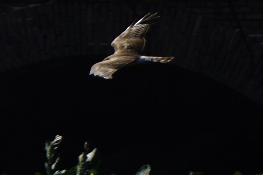 Northern Harrier - ML647591592