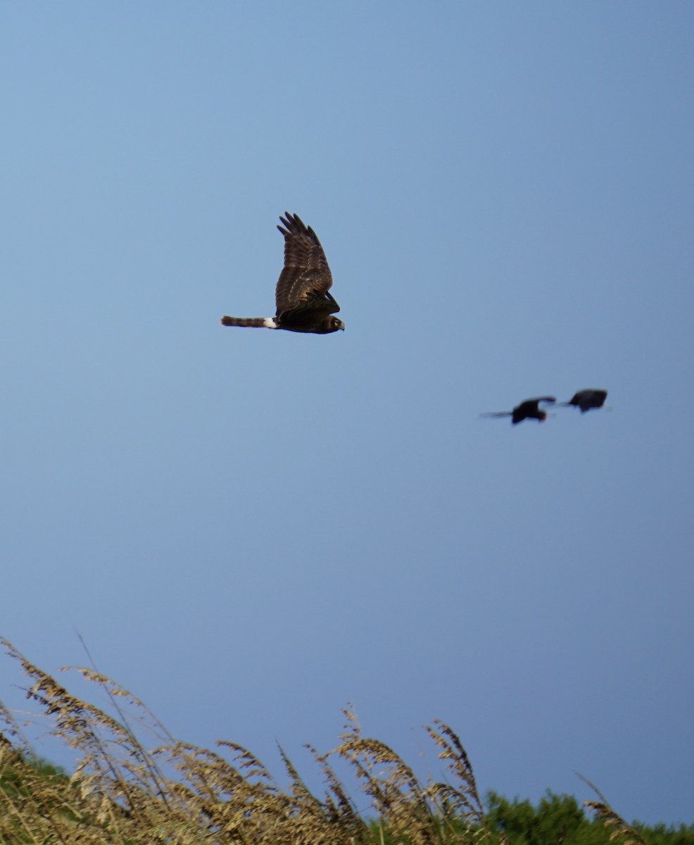 Northern Harrier - ML647591593