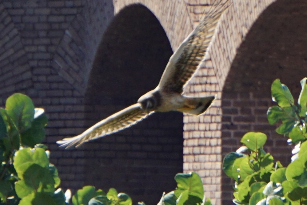 Northern Harrier - ML647591594