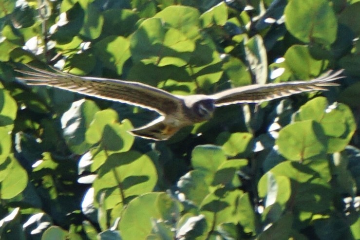 Northern Harrier - ML647591595
