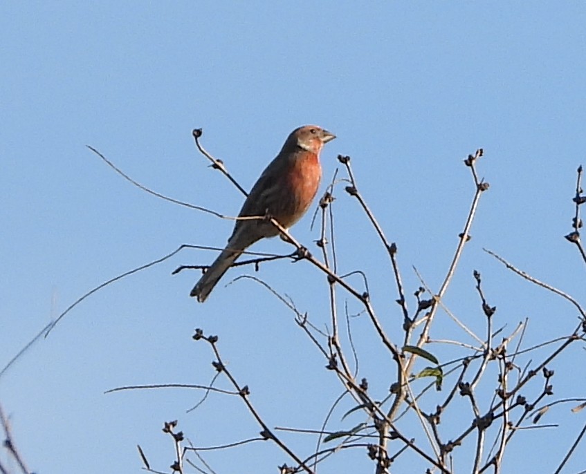 House Finch - ML647591597