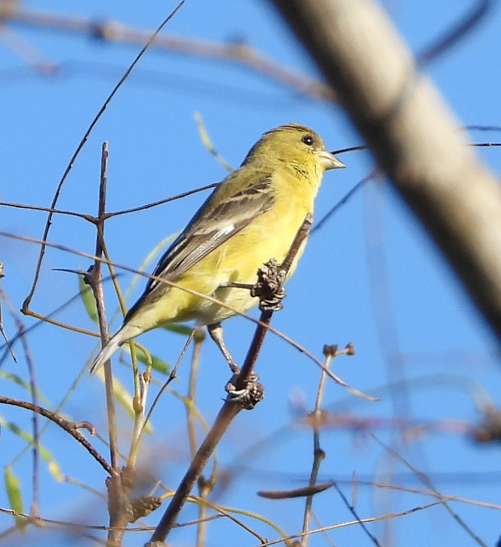 Lesser Goldfinch - ML647591598
