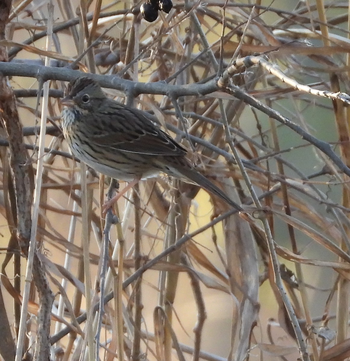 Lincoln's Sparrow - ML647591611
