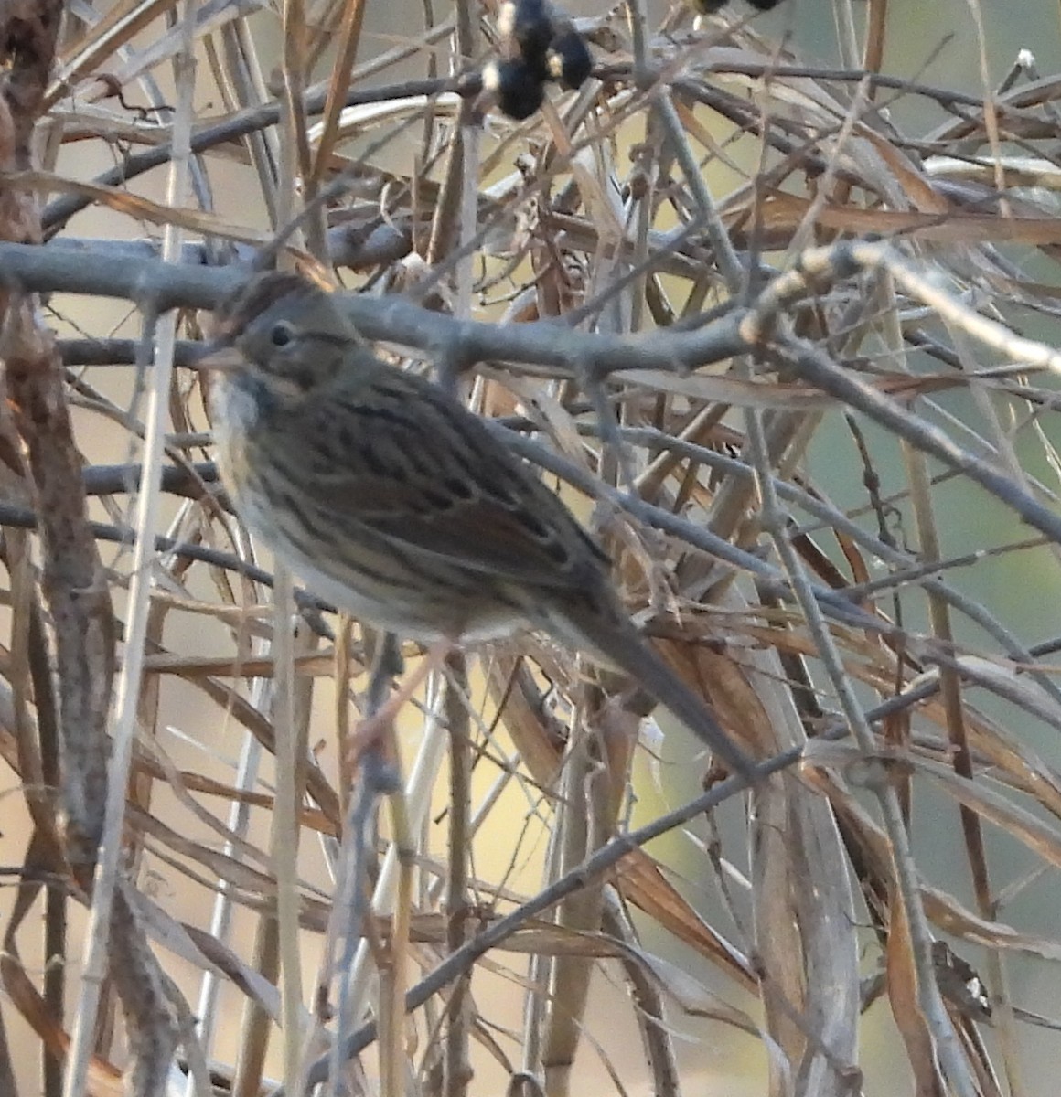 Lincoln's Sparrow - ML647591612
