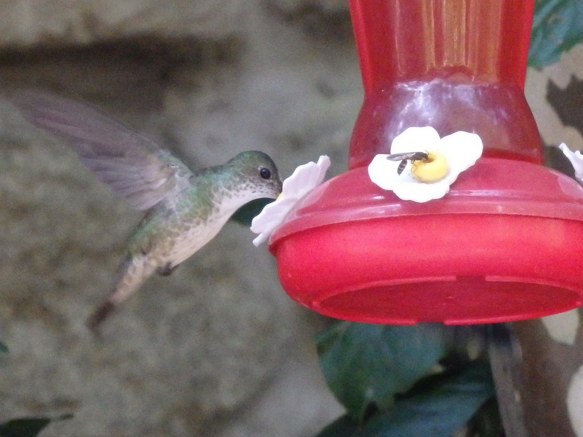 Green-and-white Hummingbird - ML647591614