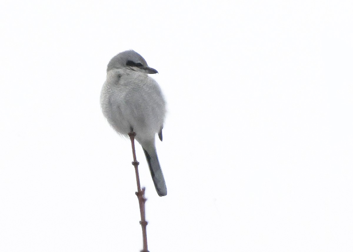 Antzandobi boreala - ML647591615