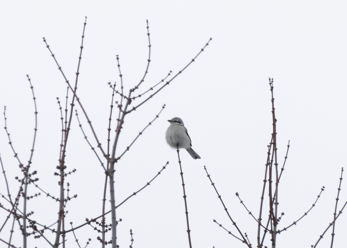 Antzandobi boreala - ML647591616