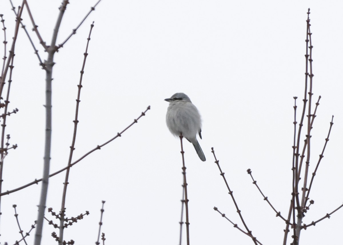 Antzandobi boreala - ML647591617