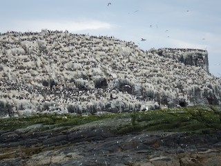 Farne Islands NNR--Inner Farne Island, Northumberland, England, United  Kingdom - eBird Hotspot