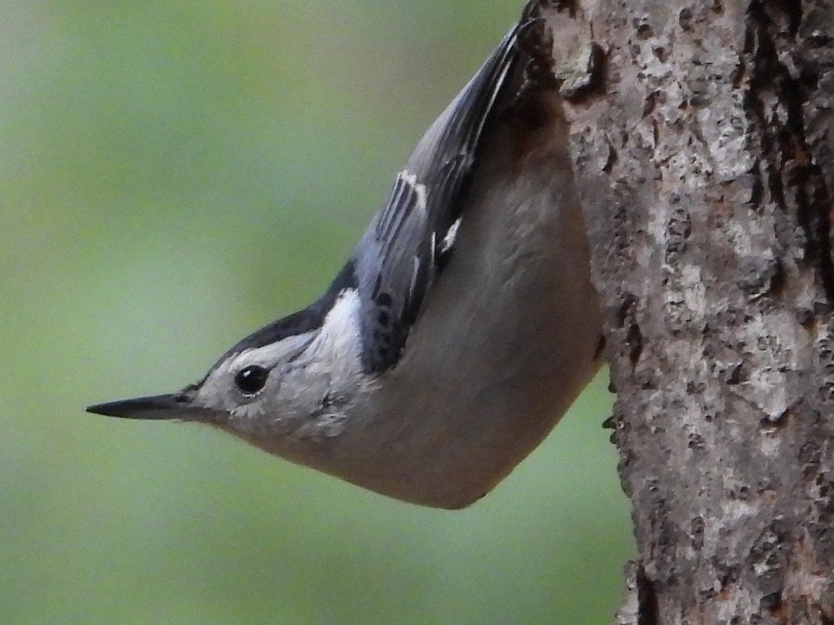 White-breasted Nuthatch - ML647591627