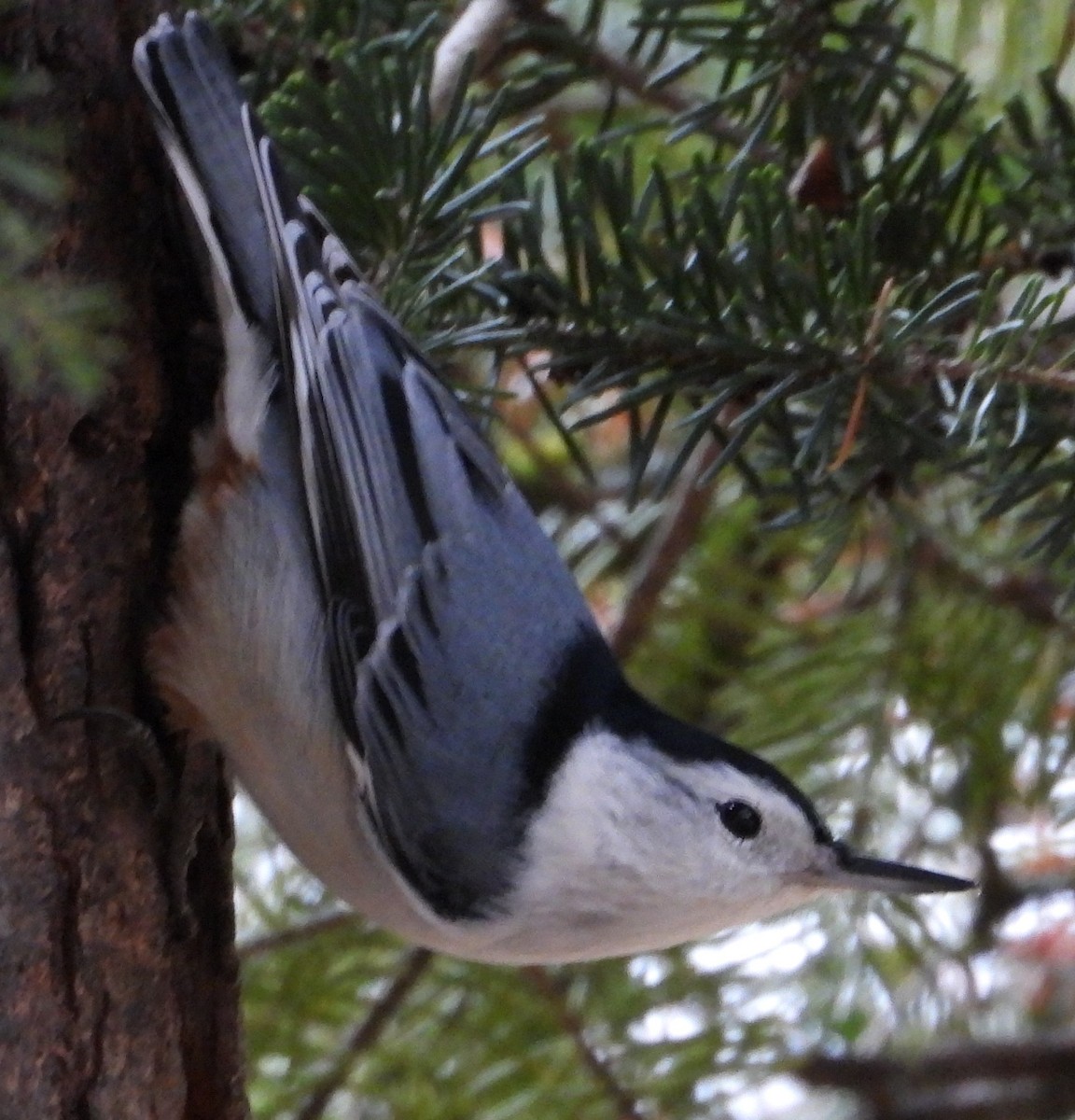 White-breasted Nuthatch - ML647591628