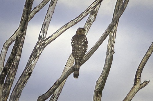 Cooper's Hawk - ML647591630