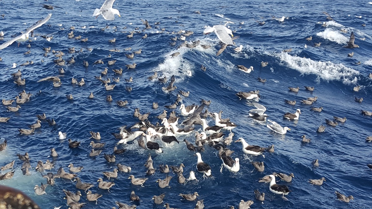 Laysan Albatross - ML647591639