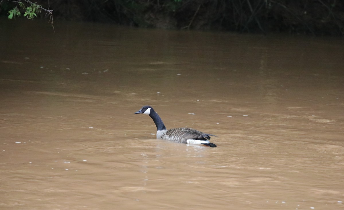 Canada Goose - ML647591652