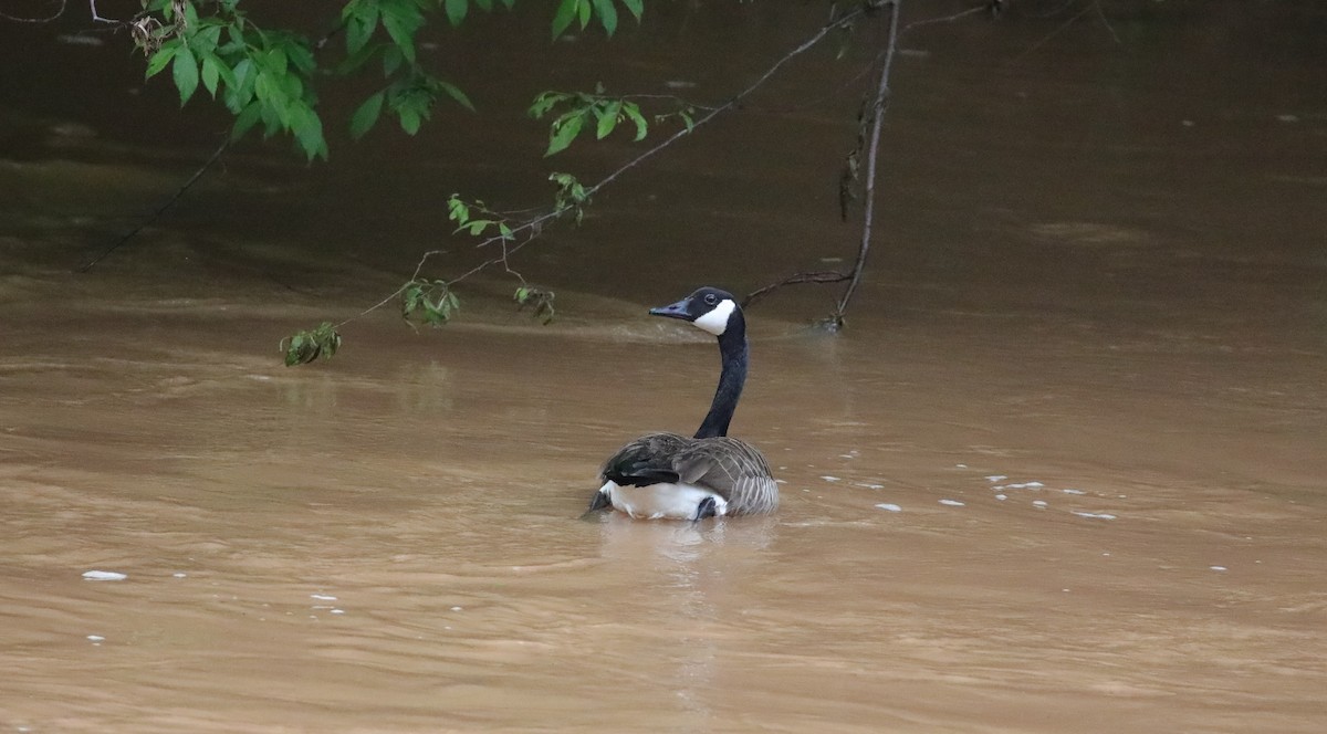 Canada Goose - ML647591654