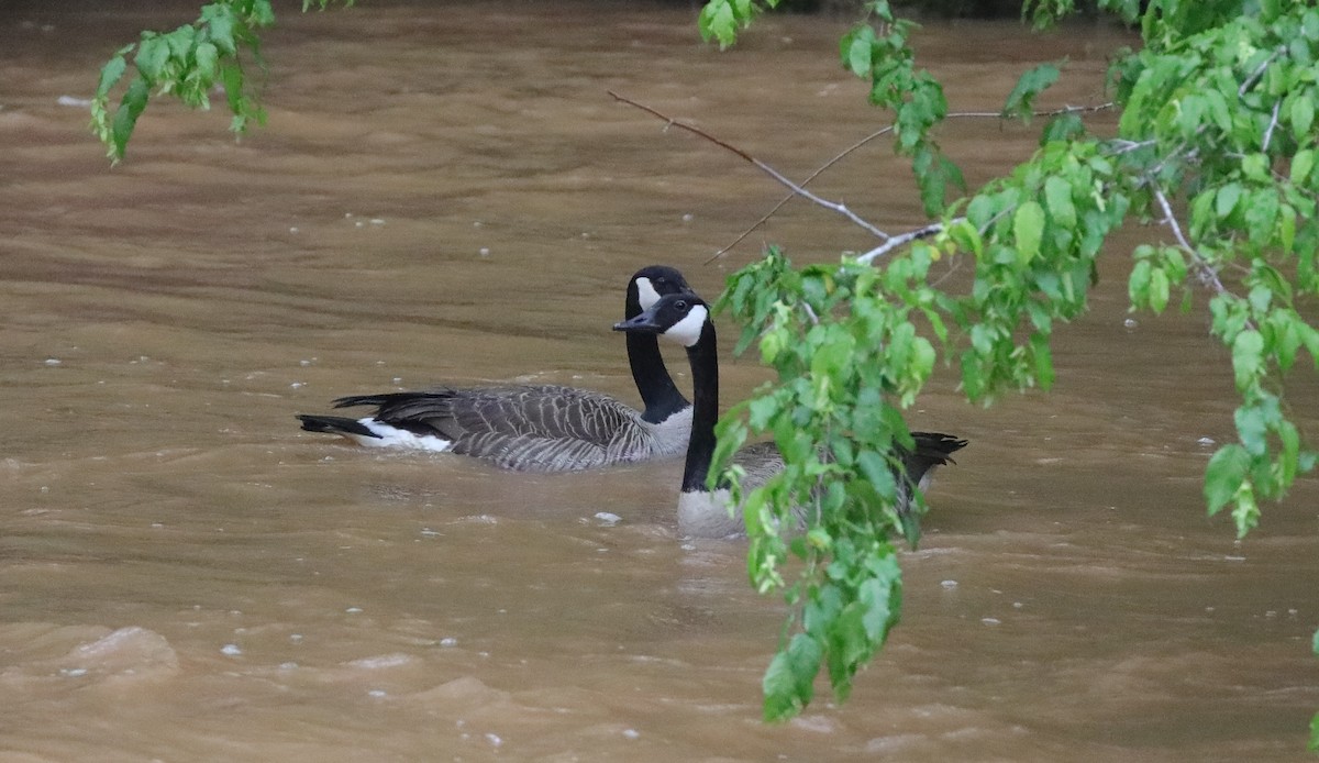 Canada Goose - ML647591655