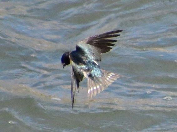Barn Swallow - ML647591656