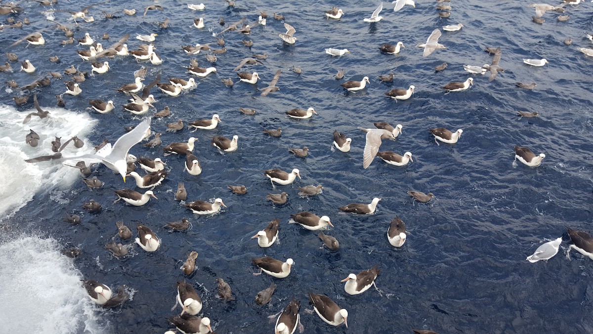 Laysan Albatross - ML647591665